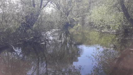 Південний Буг біля Олешина